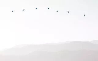 Birds